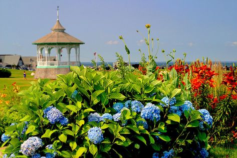 Information on Oak Bluffs Martha's VIneyard Whimsical Cottage, Hgtv Garden, Oak Bluffs, Island Town, Victorian Cottage, Ocean Park, Big Leaves, Summer Weather, Nature View