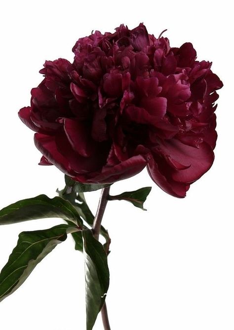 Burgundy Peonies, Flower Lipstick, Wedding Palette, Deep Burgundy, Peony Flower, Happy Marriage, Red Flowers, Old Friends, Peonies