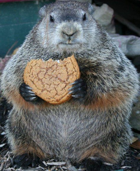 Chuck, the groundhog having a snack & wondering if he'll see his shadow tomorrow. Dog Hospital, Can Dogs Eat Tomatoes, Dog Dental Cleaning, Dog Medicine, Dog Allergies, Groundhog Day, Flea And Tick, Dog Eating, Rodents