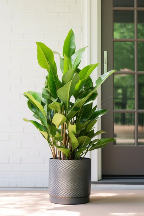 Intriguing metallic rotation meets concrete aesthetics with detailed foliage. This ZZ plant thrives near a stylish black-trimmed door, adding a soft-focus, full body charm to any space. #AvocadoPunk #ConcreteJungle Zz Plant, Concrete Jungle, Soft Focus, Full Body, Plants, Black