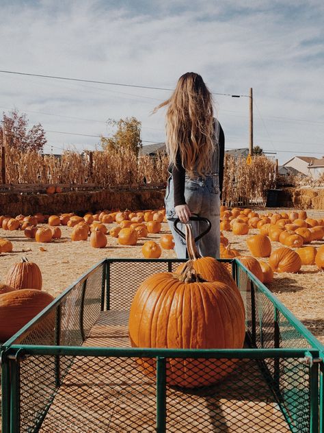 Pumpkin patch photoshoot  Insta: @aislingmarief Pumpkin Patch Poses, Pumpkin Patch Photo Ideas, Pumpkin Pics, Pumpkin Patch Pics, Fall Photo Shoots, Pumpkin Patch Aesthetic, Pumpkin Patch Photography, Fall Photography Ideas, Pumpkin Photoshoot