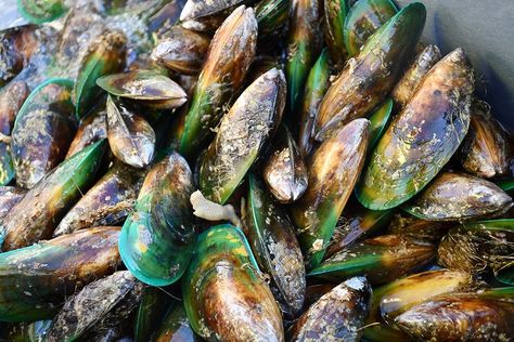 green-lipped mussels, mussels oil,  joint pain relief supplements Mussels Recipe, Green Lips, Green Lipped Mussel, Protein Sources, Fatty Acids, Things To Know, Health Benefits, New Zealand, The Story