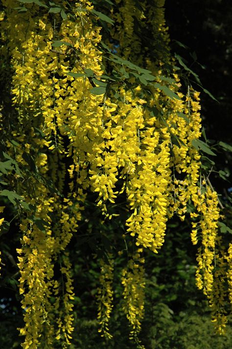 Weeping Laburnum (Laburnum x watereri 'Pendulum') at Meadows Farms Nurseries Dorian Gray Tattoo, Laburnum Tree, Plants Identification, Golden Chain Tree, Dilated Pupils, Poison Garden, Purple Pages, Gray Tattoo, Rogers Gardens