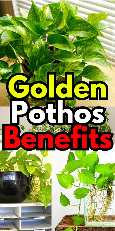 Pothos House Decor, How To Care For Golden Pothos, Pothos Plant Benefits, Pothos Bedroom, Golden Pothos Decor, Pothos Climbing Ideas, Climbing Pothos, Growing Pothos, Golden Pathos