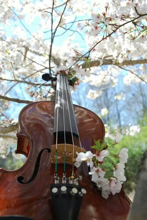 Pink flower viola Violin Pics, Viola Instrument, Violin Design, Beachy Aesthetic, Learn Violin, Music Jokes, Music Motivation, Violin Music, Music Aesthetic