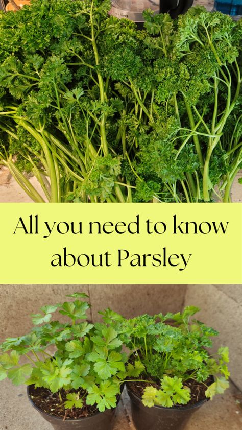 Easy guide to Parsley. Why parsley is a fantastic herb. Cooking With Parsley, Growing Parsley Outdoors, Harvesting Parsley, Growing Parsley Indoors, Professor Sprout, Parsley Tea, Growing Parsley, Parsley Plant, Parsley Recipes