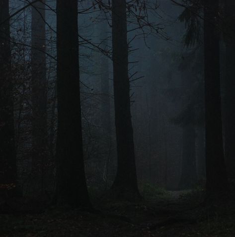 The Dark Heart (of the Forest) | by bogenfreund Spooky Pictures, Black Forest Germany, Dark Naturalism, Slytherin Aesthetic, Dark Cottagecore, Dark Paradise, The Dark World, Tall Trees, Dark Heart