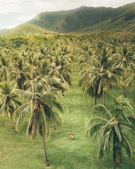 Backpackers Globe™️ on Instagram: “Take a walk on the wild side 🌴 with @jackson.groves . . . . . . #cairns #northqueensland #cairnsaustralia #palmtree #palmtrees…” Australia Packing List, Australia Pictures, Australia Visa, Australia Backpacking, Cairns Australia, Magic Places, Daintree Rainforest, The Bucket List, Australia Travel Guide