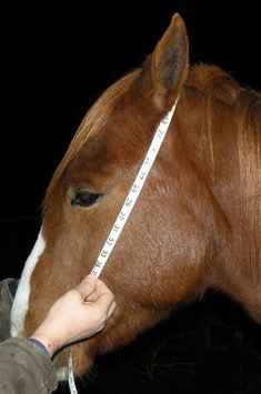 Poll Length Rope Halter Calculator Horse Tack Diy, Bronc Halter, Horse Farm Ideas, Bitless Bridle, Horse Care Tips, Horse Halters, Horse Halter, Horse Riding Tips, Rope Halter