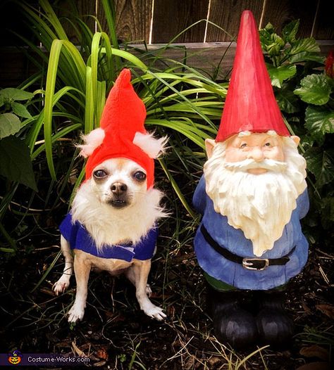 Garden Gnome Costume - Halloween Costume Contest via @costume_works Homemade Dog Costumes, Chihuahua Halloween Costumes, Garden Gnome Halloween Costume, Dog Gnomes, Garden Gnome Costume, Baby Gnome Costume, Costumes For Pets, Gnome Dog, Garden Gnomes Costume