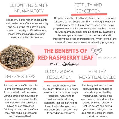 Brigitte Warne PCOS awareness on Instagram: “AHHHHH one of my all time favourite herbies - The beautiful Red Raspberry Leaf!!! 🌿😍🌿 Who else loves it?!?! For any of my herb nerds 🤓…” Red Raspberry Benefits, Raspberry Leaf Benefits, Red Raspberry Leaf Tea Benefits, Herbs For Polycystic Ovaries, Raspberry Benefits, Raspberry Leaf Tea Benefits, Raspberry Leaf Tea Fertility, Rasberry Leaf Tea During Pregnancy, Raspberry Leaf Tea Pregnancy