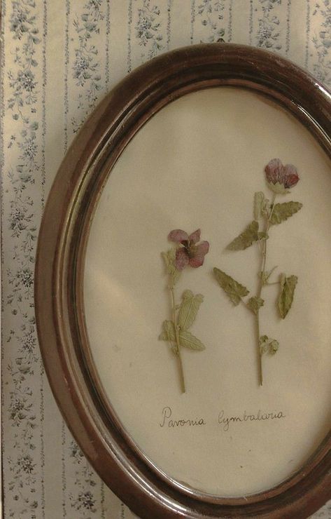 Wallpapers Coquette, Coquette Aesthetic Wallpaper, Wallpaper Coquette, Grandma Aesthetic, Digital Pics, Photo Food, Vintage Coquette, Pressed Flowers, Pretty Pictures