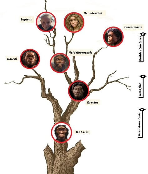 Simple human evolution chart. Human Evolution Art, Human Evolution Tree, Kingdom Classification, Evolution Art, India Facts, Early Humans, Human Evolution, Human Development, Brand Guide