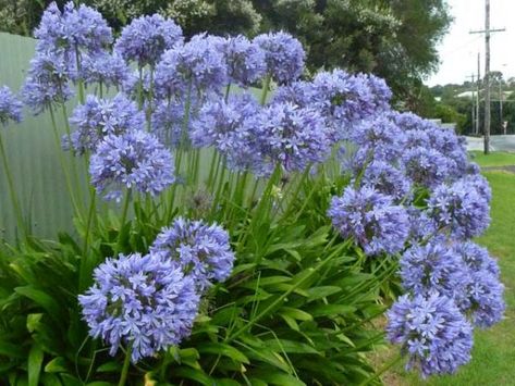 agapathus Agapanthus Blue, Lily Of The Nile, Agapanthus Africanus, African Lily, Astuces Diy, Blue Lily, Garden Shrubs, Tree Seeds, The Nile