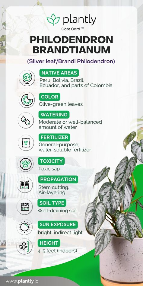 Philodendron Brandi, Philodendron Brandtianum, Air Layering, Philodendron Plant, Houseplants Indoor, House Plant Care, Organic Matter, Plant Mom, House Plant