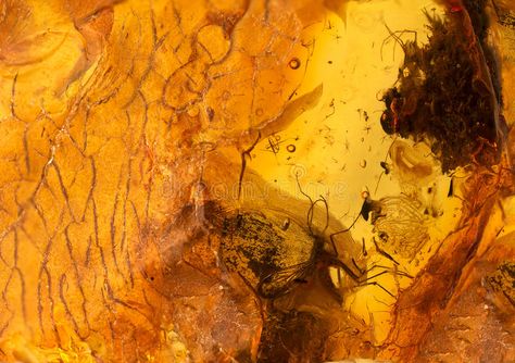 Amber stone texture. Amber stone with insect close up photo , #AFFILIATE, #texture, #stone, #Amber, #photo, #close #ad Ss26 Trends, Amber Background, House Palette, Material Reference, Prehistoric Planet, Texture Stone, Fashion Artwork, Crystal Aesthetic, Amber Fossils