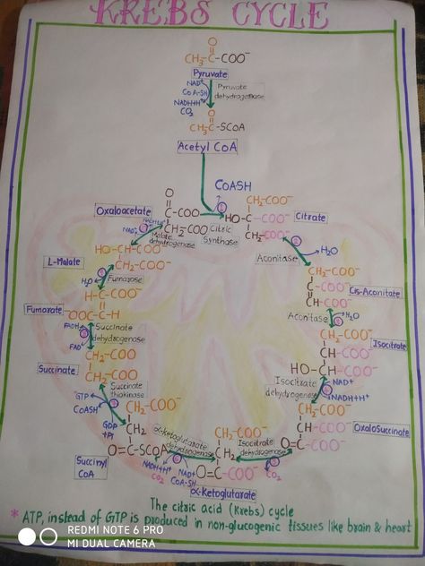 Krebs Cycle, Biochemistry Krebs Cycle Mnemonic, Acetyl Coa, Hand Written Notes, Krebs Cycle, Written Notes, Pharmacy School, Exercise Physiology, Concept Map, Biology Notes