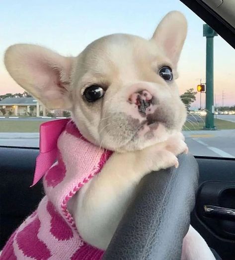 What is the most lovely creature in this world?🤔 You`re right! It`s a French Bulldog. Let`s see!😋💕🌺🐾 Baby French Bulldog, Bulldog Francese, Super Cute Puppies, Frenchie Puppy, Baby Animals Pictures, Cute French Bulldog, Cute Little Puppies, French Bulldog Puppy