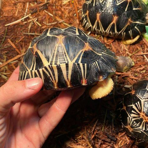 Radiated  tortoise for sale 
email us for more information on :   paradisetortois18@gmail.com
call or text for more info: +1(504) 603-1467
All our tortoise come with a 1-year genetic health guarantee against any illness/disease and a health certificate of trave
 #turtlesofinstagram #tortoiselife #tortoiselover #sulcata #russiantortoise #tortoiseofinstagram #tortoiselove #sulcatatortoise #tortoises #tortoisesofinstagram Radiated Tortoise, Russian Tortoise, Sale Email, Sulcata Tortoise, Tortoise Turtle, Genetic, Turtles, South Carolina, Tortoise