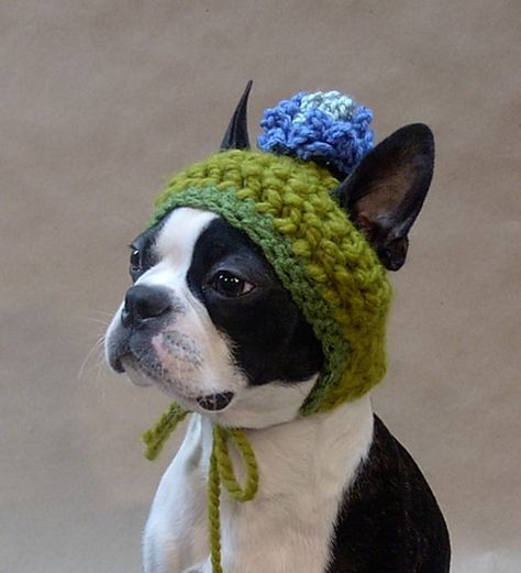 Crochet Dog Hat Free Pattern, Crochet Dog Hat, Loom Knitting Projects, Crochet Storage, Slaap Lekker, Cozy Crochet, Boston Terrier Puppy, Terrier Puppies, Dog Hat