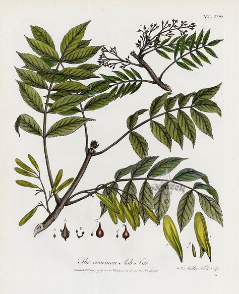 The common Ash Tree from John Evelyn Sylva, Discourse of Forest Trees 1786 Ash Tree Branch Tattoo, Ash Leaves Tattoo, Ash Tree Leaves Tattoo, Ash Tree Drawing, Ash Tree Tattoo, Ash Tree Leaves, Viking Sleeve, Ash Leaves, Birch Tree Tattoos