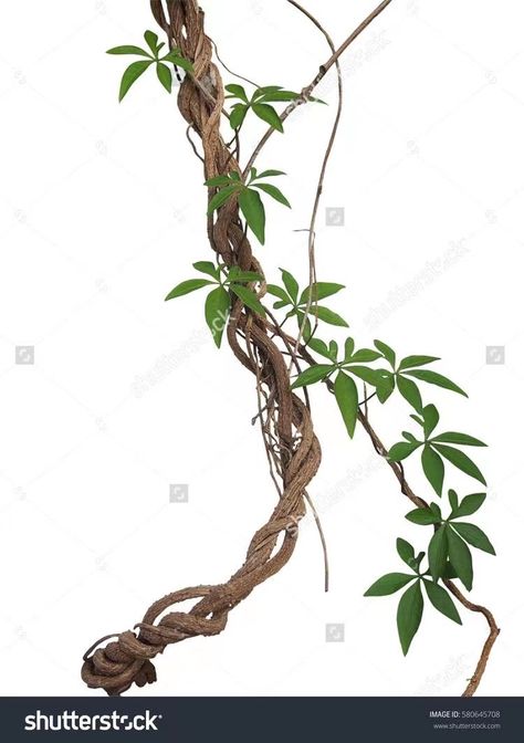 Vine Tree, Vines Plants, Jungle Vines, Twisted Vines, Jungle Images, Vine Drawing, Jungle Tree, Jungle Wall, Picture Tree