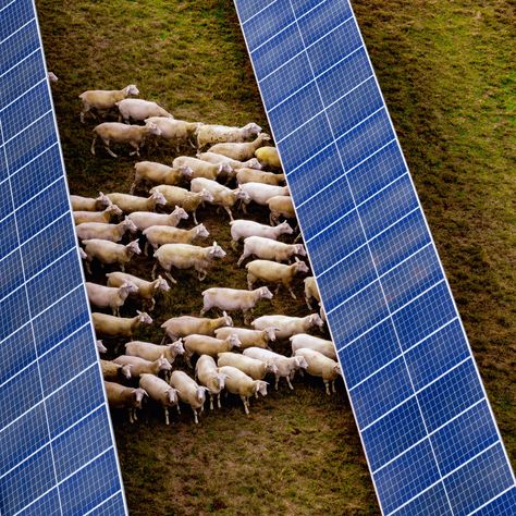 default Solar Farm, Aerial Images, South Wales, New South Wales, Renewable Energy, Solar Panels, Solar Power, Octopus, Wales