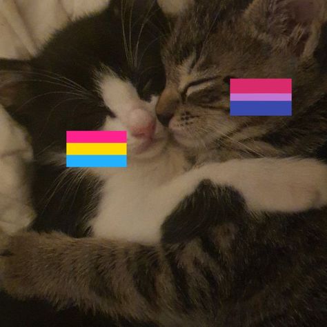 Pansexual And Bisexual, Pansexual Pfp, Y2k Profile Picture, Lgbtq Funny, Cat Couple, My Gf, Pansexual Pride, Flag Icon, Lgbt Art