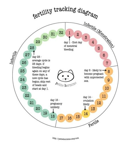 Fertility tracking diagram -used this to make fertility bracelets Fertility Tracking, Fertility Awareness Method, Chances Of Pregnancy, Fertility Foods, Fertility Awareness, Baby Planning, Conceiving, Baby Prep, Family Planning