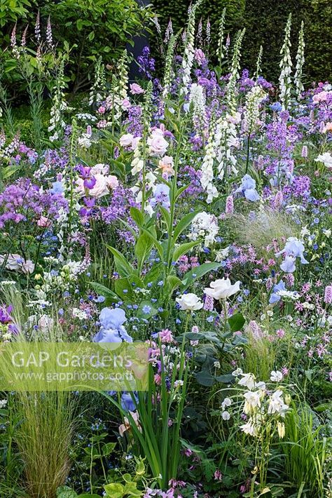 The LG Smart Garden. Contemporary Lifestyle garden with soft colour theme border. Iris 'Jane Phillips', Digitalis purpurea albiflora, Persicaria superba, Hesperis matronalis, Aquilegia and roses. Designer: Hay Young Hwang. Sponsors: LG Electronics, RHS Chelsea Flower Show 2016 Spring Flowers Uk Garden, Iris Cottage Garden, Iris Border Garden, Uk Flower Beds, Iris Jane Phillips, Iris Border, Hesperis Matronalis, Cottage Garden Borders, Digitalis Purpurea