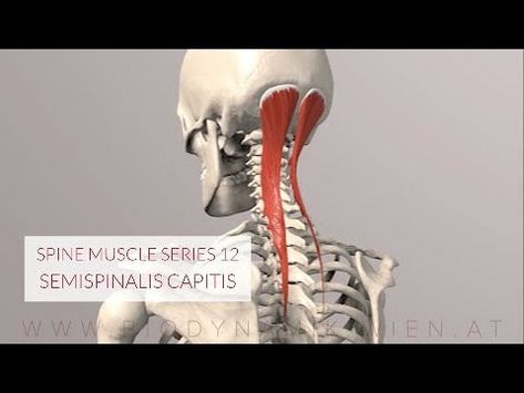 (62) Spine Series 13, Neck Muscles: Semispinalis Capitis (3D Animation) - YouTube Neck Muscles, 3d Animation, Muscles