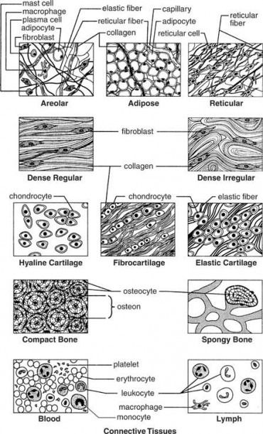 Body Tissues Worksheet Answers Tissue Biology, Plant Cells, Biology Worksheet, Human Tissue, Science Week, Cc Cycle 3, Cells And Tissues, Tissue Types, Basic Anatomy And Physiology