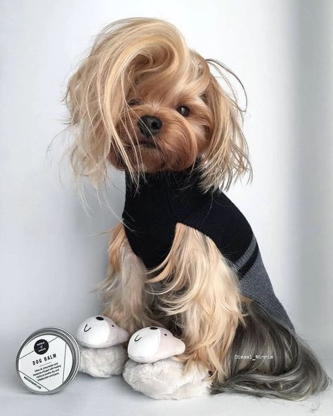 16 Stylish Hairstyles for Your Yorkshire Terriers - The Paws Yorkie Cuts, Yorkie Hairstyles, Yorkie Haircuts, Yorkshire Terrier Haircut, Dog Grooming Styles, Long Haired Dogs, Cute Dogs Images, Dog Haircuts, Grooming Style