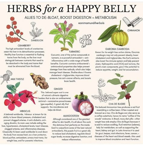 Herbs For Anti Aging, Herbs For Kidney Health, Apothecary Aesthetic, Medical Herbs, Nature Goddess, Happy Belly, Magic Herbs, Magical Herbs, Herbal Recipes