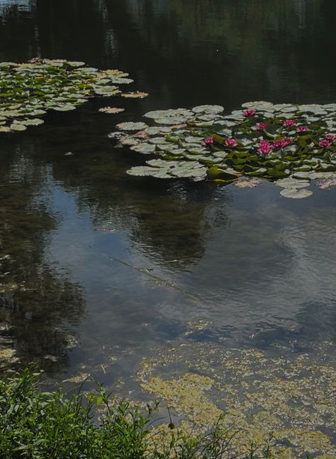 #lake #flowers #green Lake Flowers, Rainy Lake, Collage Kit, Green Lake, Flowers Green, Water Flowers, Vintage Garden, Black Swan, Fresh Water