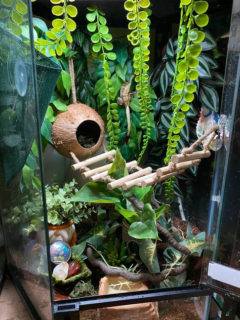 Leaped Gecko Tank, Crusted Geckos Tank, Crested Geckos Habitat, Pet Crested Gecko, Hexagon Crested Gecko Terrarium, Aesthetic Gecko Tank, Eyelash Crested Gecko Habitat, Leapord Gecko Cages, Crested Gecko Habitat Bioactive