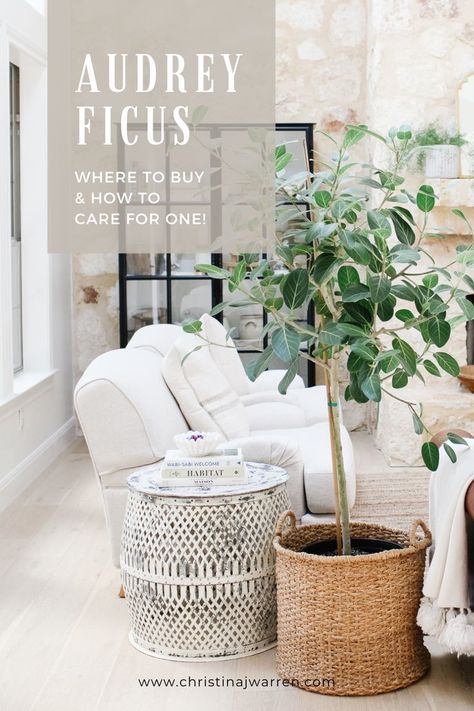 Audrey Ficus tree in a bright living room Focus Audrey Plant, Audrey Ficus Tree Indoor, Ficus Audrey Indoor, Ficus Audrey Care, Audrey Ficus Tree, Audrey Ficus, Ficus Tree Indoor, Ficus Audrey, Tree Indoor