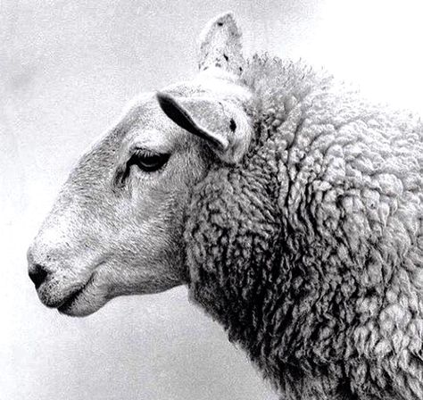 Sheep Head Reference, Sheep Side Profile, Lamb Eyes, Pictures Of Sheep, Lamb Portrait, Sheep Front View, Sheep Photography, Sheep Portrait Photography, Black Sheep Photography