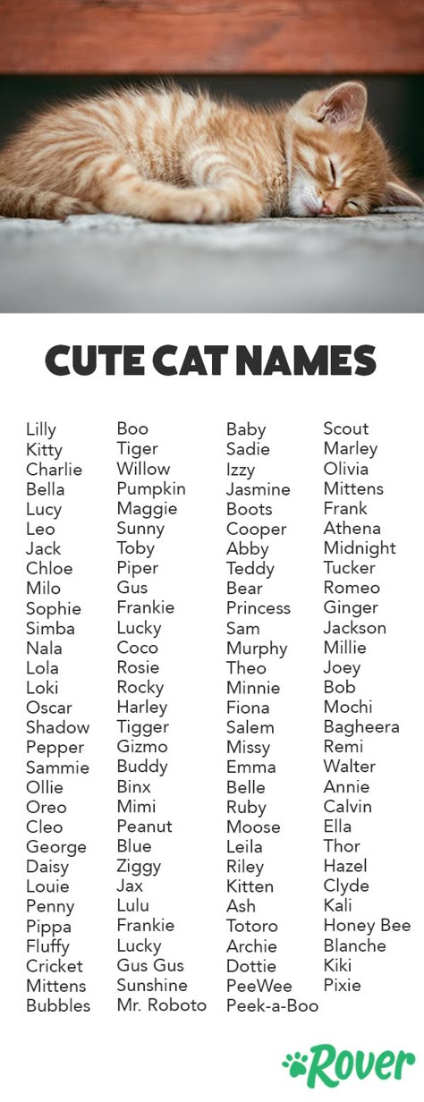 We've rounded up the top cute names for cats and kittens! Name For Cats, Names For Cats, Boy Cat Names, Cute Animal Names, Unique Cat Names, Cats Name, Cute Pet Names, Cute Cat Names, Cute Name