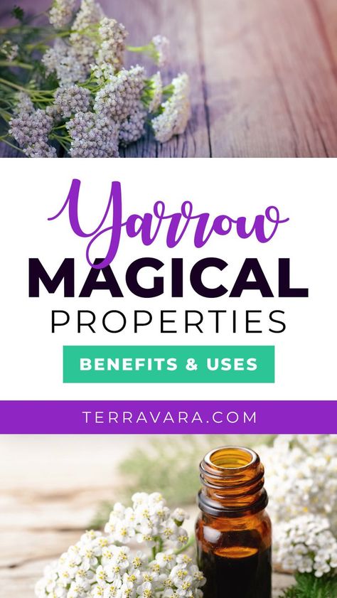 Yarrow magical properties. Yarrow Flower Benefits, Yarrow Magical Properties, Yarrow Benefits, Yarrow Salve, Yarrow Tea, Damiana Tea, Witch Plants, Yarrow Oil, Earth Warrior