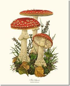 Liza Core, Goblincore Art, Fly Agaric Mushroom, Mushroom Paint, Frog Illustration, Fly Agaric, Mushroom Drawing, Frog Drawing, Mushroom Print