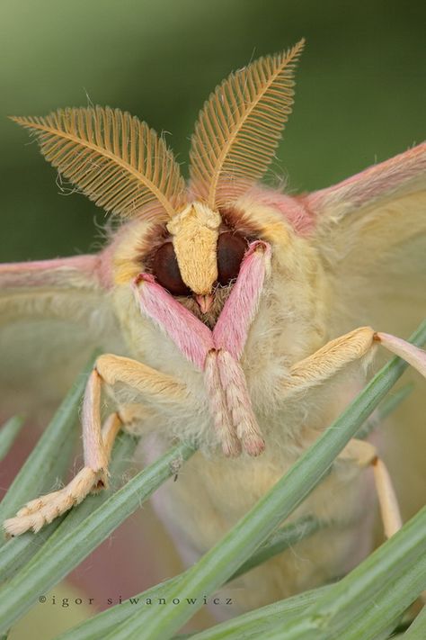 Showcasing cool macro photography of insects close up by photographer Igor Siwanowicz. Igor is an expert in macro photograph and talented nature photographer based... Chinese Lunar Moth, Moth Face, Chinese Moon Moth, Macro Photography Insects, Rosy Maple Moth, Cute Moth, Micro Photography, Cool Insects, Insect Photography