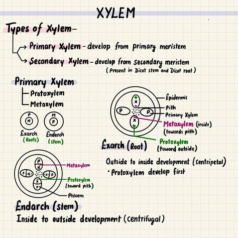 Anatomy of flowering plants Notes Plant Anatomy Notes, Anatomy Of Flowering Plants Notes, Anatomy Of Flowering Plants, Plant Anatomy, Anatomy Notes, Redox Reactions, Plant Notes, Learning Stories, Study Flashcards