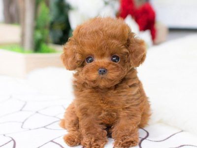 All Puppies For Sale - Teacup Dogs for Sale - Teacup Pomsky, Pom, Poodle Micro Teacup Poodle, Micro Poodle, Small Cute Puppies, Teacup Poodles For Sale, Teacup Poodle Puppies, Micro Teacup Puppies, Teacup Poodle, Cute Teacup Puppies, Poodle Puppies For Sale