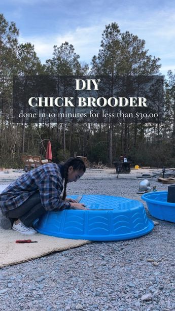 Save yourself time and money by building this simple DIY chick brooder! All you need is two kiddie pools! Kiddie Pool Brooder, Kiddie Pool Chicken Brooder, Diy Chick Brooder Boxes, Brooders For Chicks Easy Diy, Diy Brooder Box Baby Chicks, Duckling Brooder Ideas, Chicken Tender Ideas, Diy Brooder Box Ideas, Chicken Brooder Box Diy