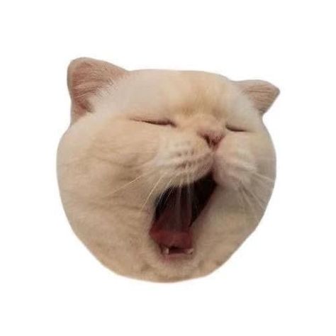 Good Stickers, Cute Cat Memes, Get Back To Work, Back To Work, Top 20, Cat Memes, Full Hd, Cute Cat