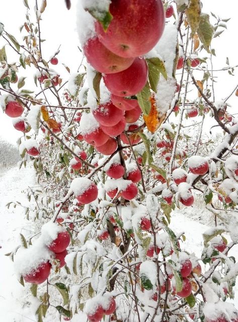 Psy Changeling, Apple Snow, Winter Angel, Freezing Apples, Fuji Apple, Snow White Disney, Winter Candy Apple, Apple Trees, Snow Art