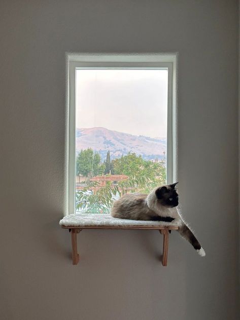 Top 10 Best & Cute Accessories For Cats | Cute Cat Stuff & Toys Cat Window Shelf, Diy Cat Stuff, Cute Cat Stuff, Accessories For Cats, Cat Window Bed, Cat Space, Cat Area, Window Shelf, Stuff Toys