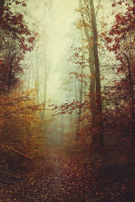 Hike trough a forest on a moody and foggy autumn morning Burnt Forest Photography, Foggy Autumn Forest, Misty Autumn Forest, Moody Forest Painting, Autumn Forest Wallpaper, Moody Editorial, Autumn Hike, Forest Morning, Autumn Moodboard