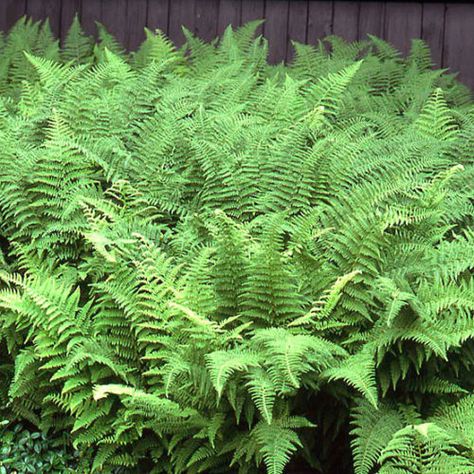 North American hay-scented fern - FineGardening Plants Under Trees, Backyard Shade, Draw Realistic, Green Outfits, Landscaping Inspiration, Vintage Ideas, Plant Guide, Fine Gardening, Ground Cover Plants